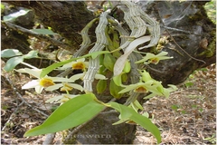 Dendrobium heterocarpum